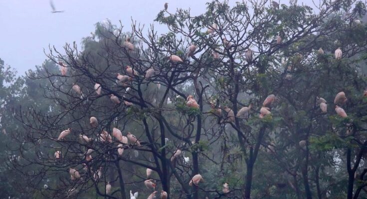 'Home of Crested Ibis' leverages ecological resources for sustainable prosperity