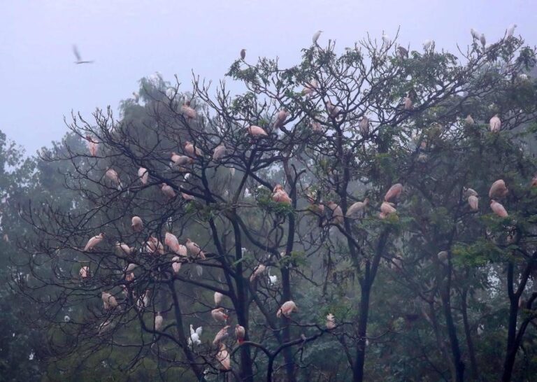 'Home of Crested Ibis' leverages ecological resources for sustainable prosperity