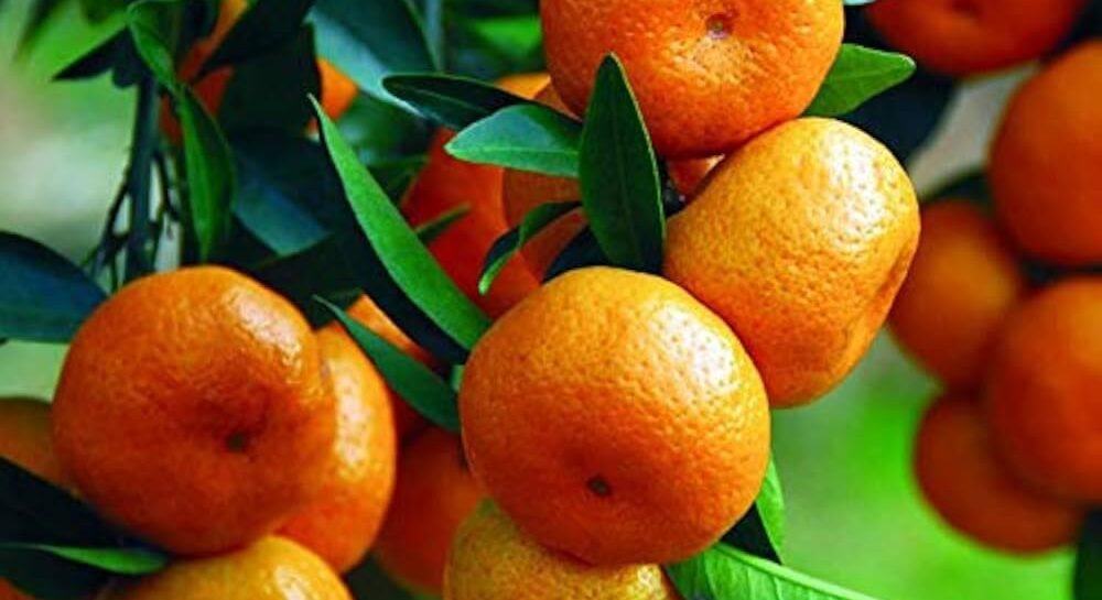 Punjab moves to develop seedless and pigmented kinnow amid falling citrus exports