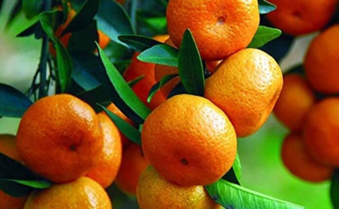 Punjab moves to develop seedless and pigmented kinnow amid falling citrus exports
