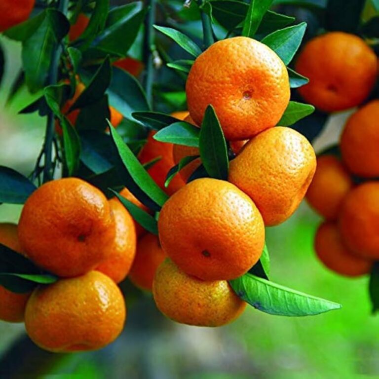 Punjab moves to develop seedless and pigmented kinnow amid falling citrus exports
