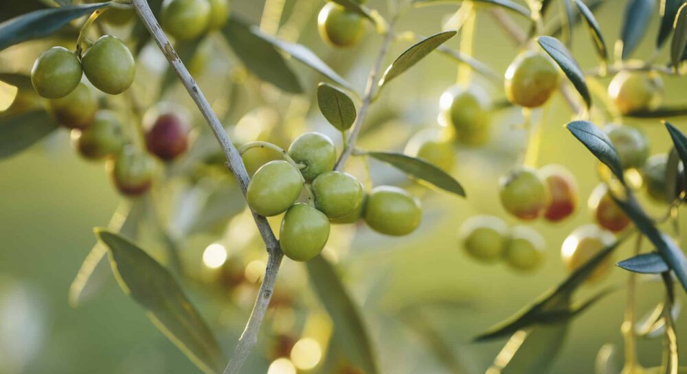Pakistan initiates olive research MoU with Italy to boost climate-resilient farming
