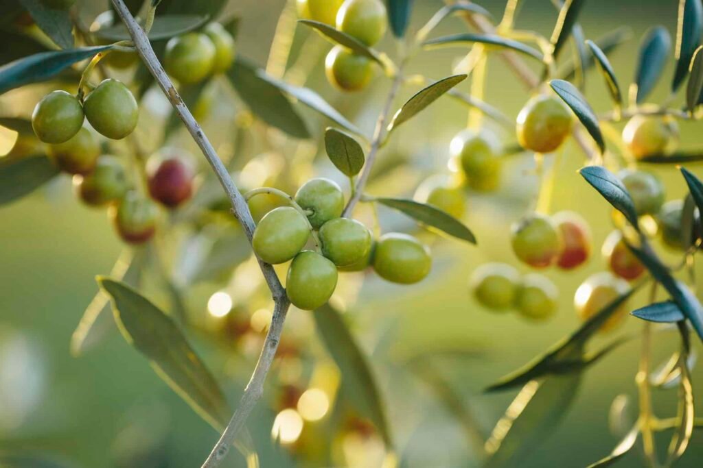 Olive Startups Surge as Government Registers 144 New Ventures