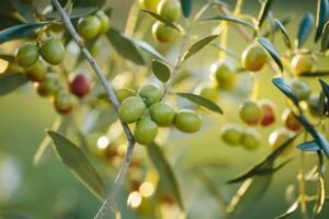 Olive startups expand as Pakistan develops local olive cultivation and processing capacity