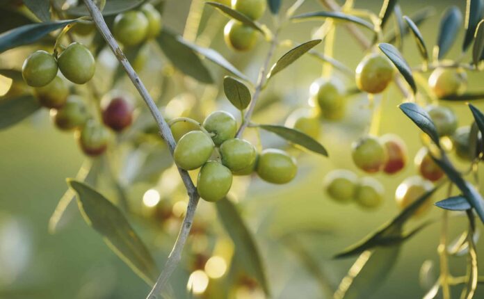Pakistan initiates olive research MoU with Italy to boost climate-resilient farming