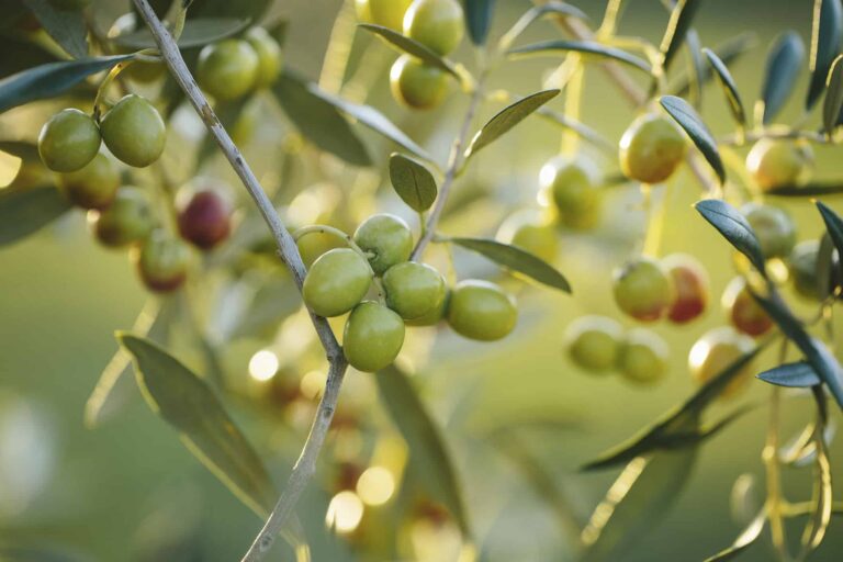 Olive startups expand as Pakistan develops local olive cultivation and processing capacity