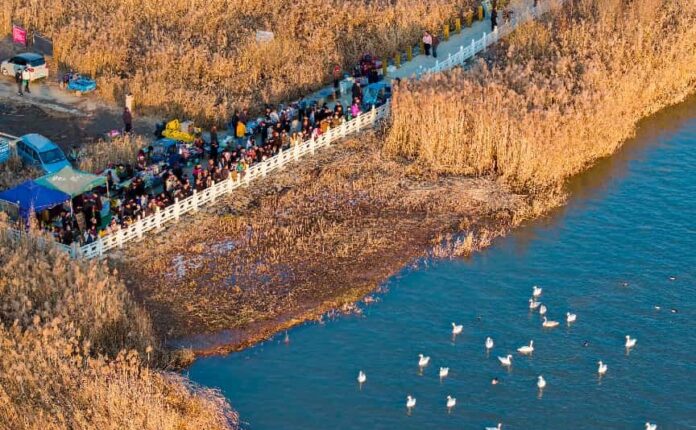 Lanzhou uses acoustic technology to monitor, protect birdlife