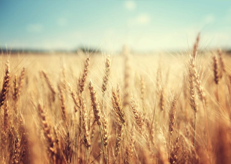 3000 new wheat lines enter field trials in Pakistan