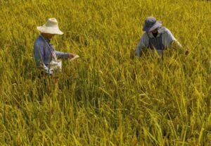 How intellectual property drives China'srural transformation
