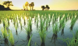 China-Pakistan hybrid rice trials in Punjab record higher yields