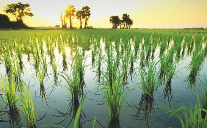 China-Pakistan hybrid rice trials in Punjab record higher yields