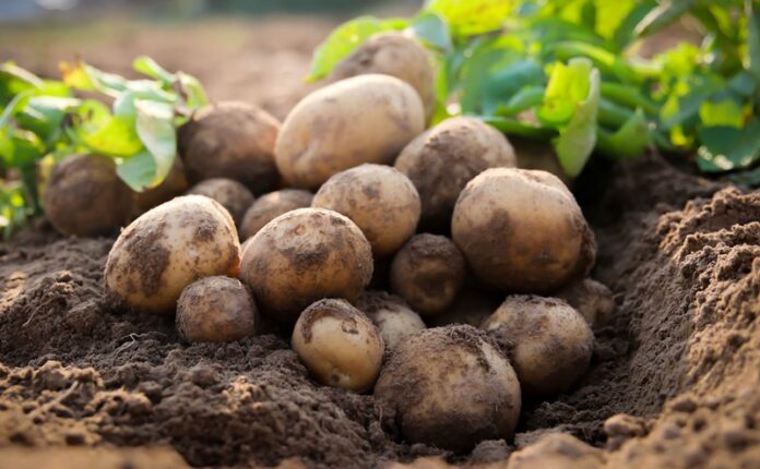 Punjab potato harvest expected to reach 12 million metric tonnes as the provincial government announces an export plan.