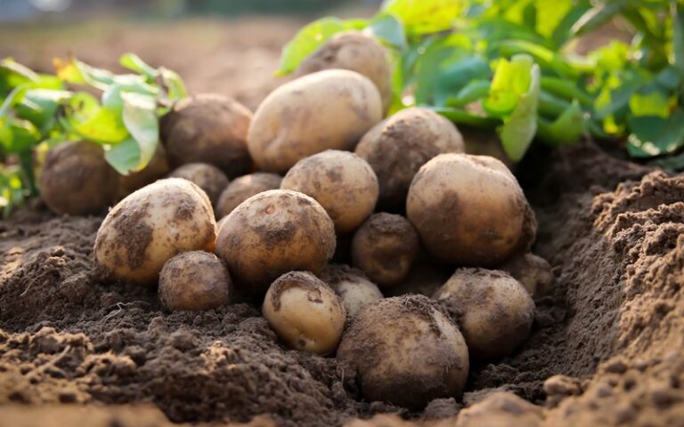 Punjab potato harvest expected to reach 12 million metric tonnes as the provincial government announces an export plan.