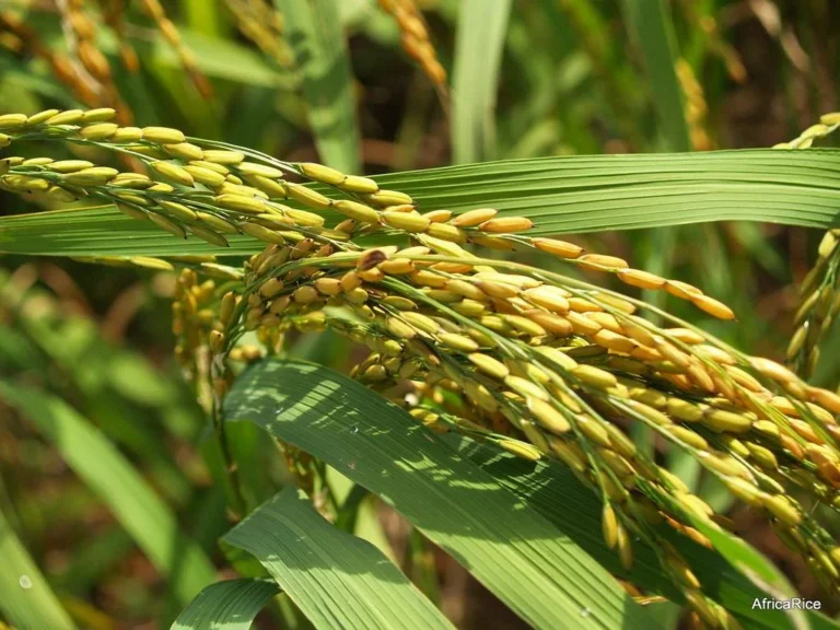 Chinese hybrid rice, canola varieties lift yields, boost rural incomes in Pakistan