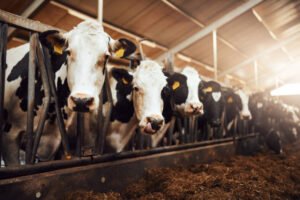 A livestock expert examines cattle on a dairy farm while advising farmers on heat detection and timely artificial insemination to improve breeding success.