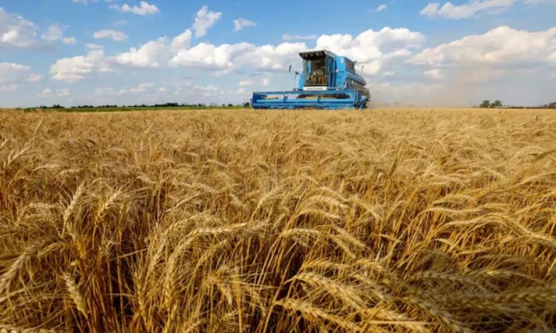 Durum wheat varieties developed in Punjab for Pakistan’s growing pasta industry