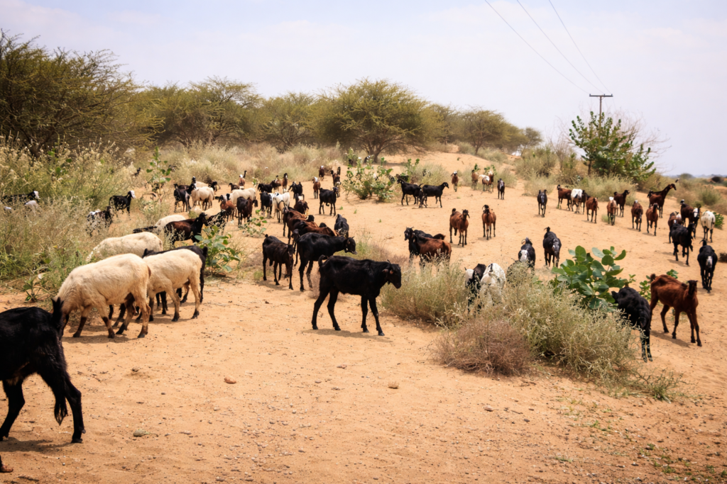 Thar desert agriculture project aimed at boosting livestock and sustainable farming