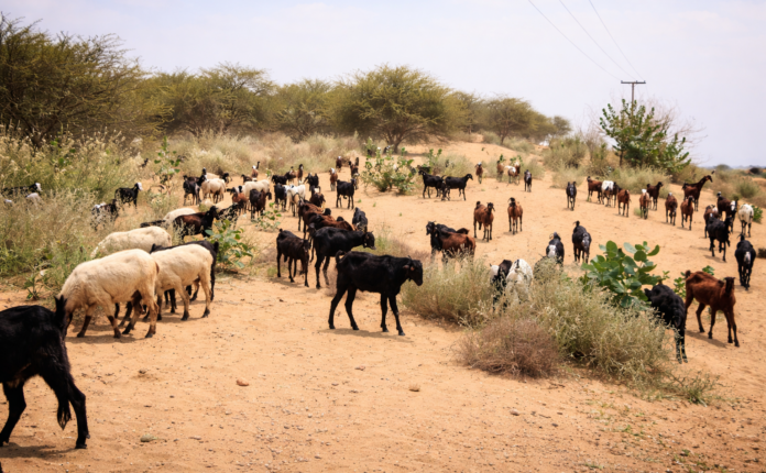 Thar desert agriculture project aimed at boosting livestock and sustainable farming