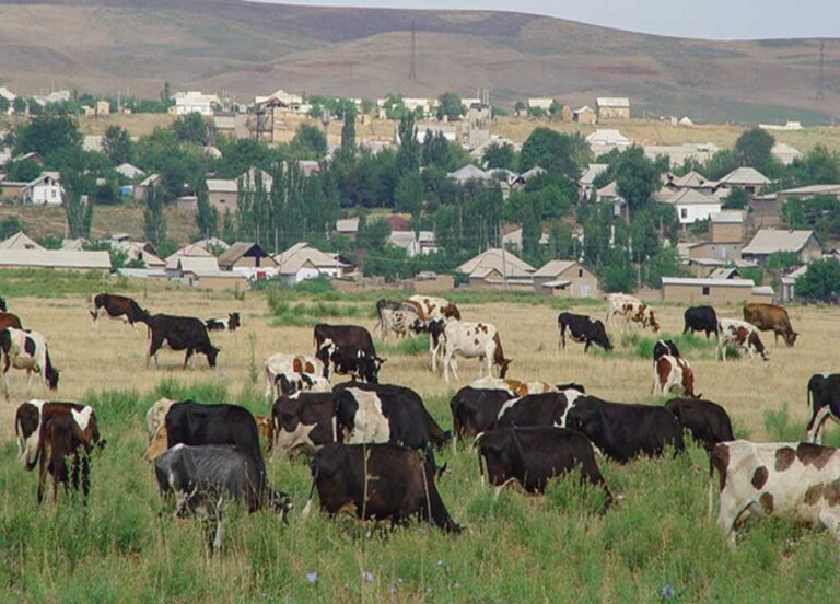 Rs 300m livestock fibre project planned to drive rural industrialisation in GB, AJK