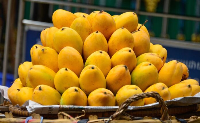 Mango production at risk amid concerns over Indus Waters Treaty compliance