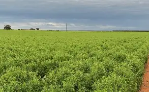 NARC’s Lentil-24 variety shows strong performance in field trials