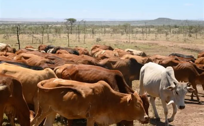 Rs400m project planned to restore rangelands, boost livestock in arid regions