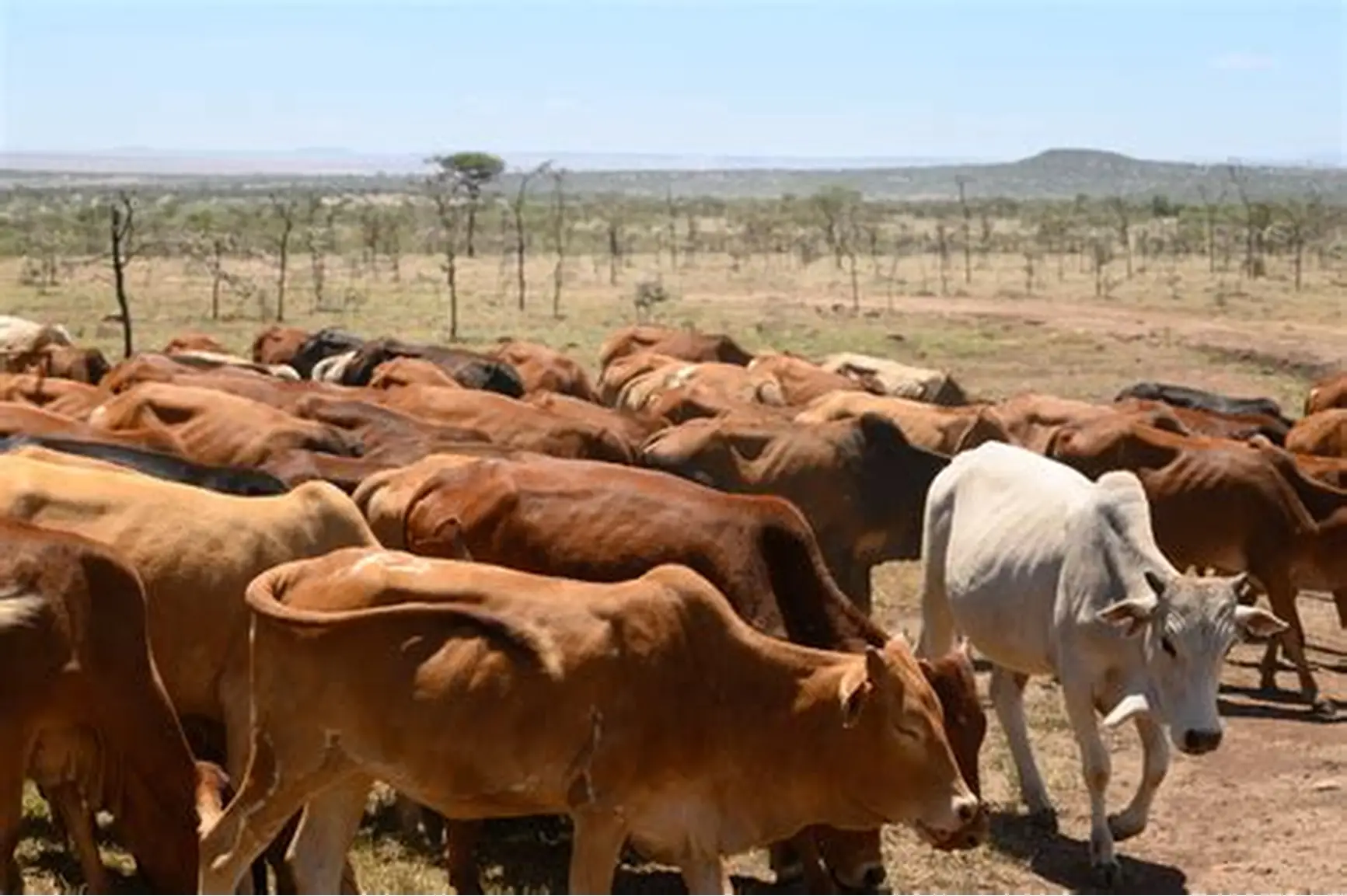 Rs400m project planned to restore rangelands, boost livestock in arid regions