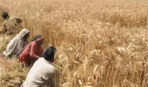 high-yield hybrid wheat research being conducted in agricultural field trials