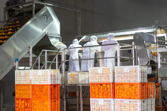 Small fruit, big reach: China's citrus goes global