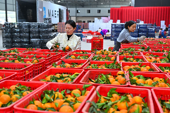 Small fruit, big reach: China's citrus goes global