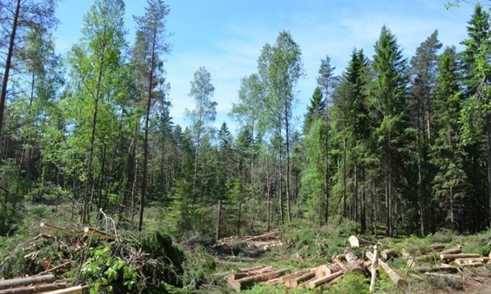 China’s afforestation model offers lessons for Pakistan’s climate resilience through forest restoration and land protection.