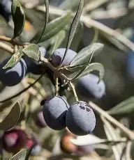 Balochistan olive cultivation enters production phase as millions of trees begin yielding fruit