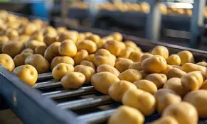 Pakistan potato exports remain stable at 248,000 tons during the first half of FY26