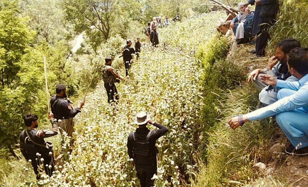Upper Dir police destroyed illegally cultivated poppy crops in Khandron and registered cases against suspects, officials said.