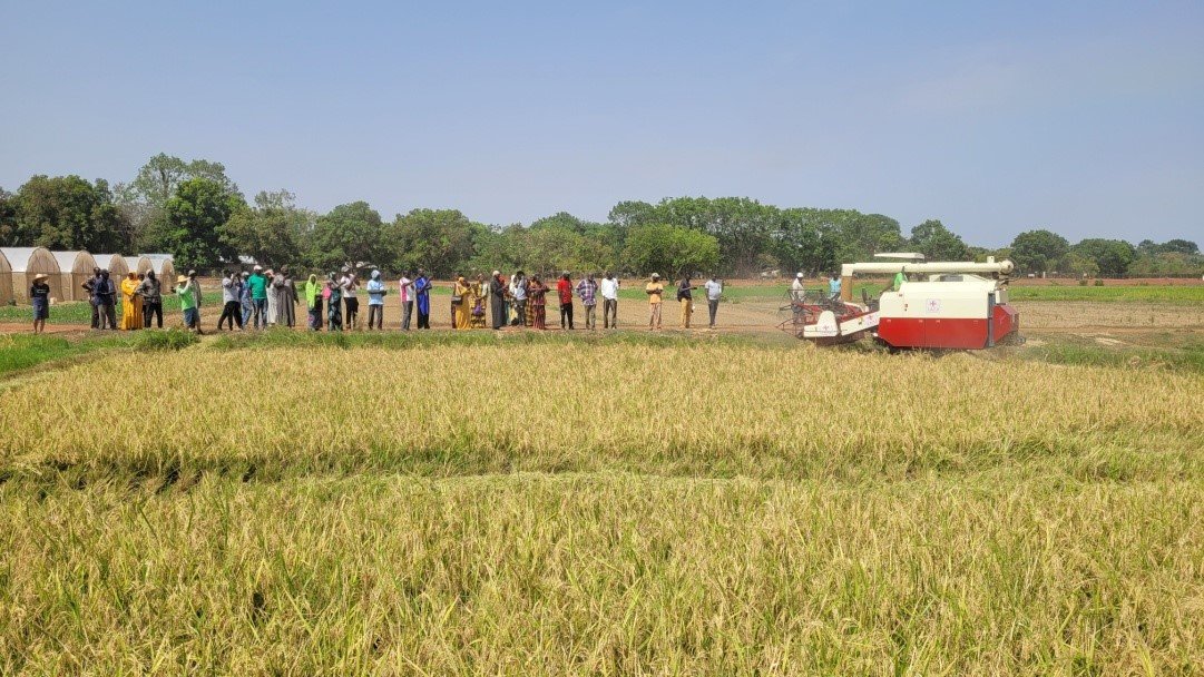 Hybrid rice: China-Africa agricultural cooperation sows prosperity on African soil