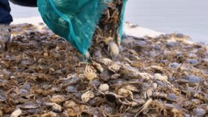 'Seafood' grown in Xinjiang's desert hits local dinner tables