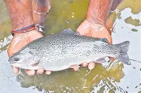 Rs50m trout farming project launched in GB