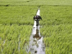Basmati paddy cultivation gains momentum in Punjab