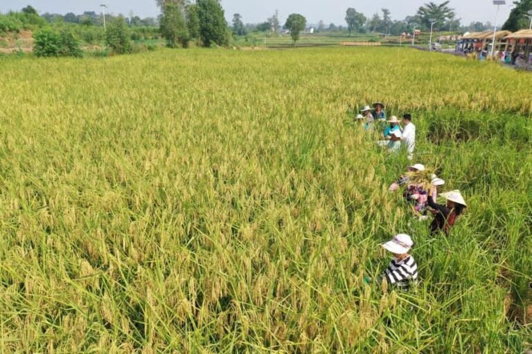 Chinese Scientists Achieve Breakthrough in Hybrid Rice Cloning to Boost Global Food Security Chinese Scientists Achieve Breakthrough in Hybrid Rice Cloning to Boost Global Food Security