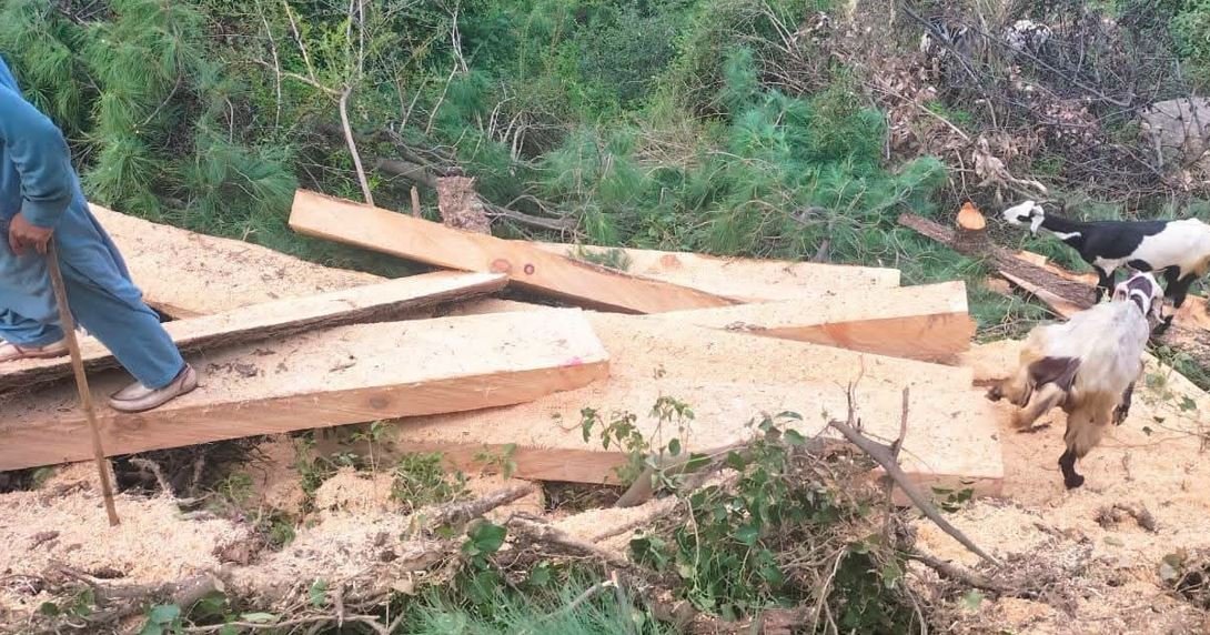Illegal Logging of Valuable Trees Exposed in Mansehra, Forest Department Launches Legal Action