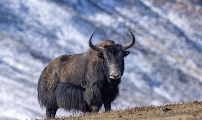 Climate Change Threatens Pakistan’s Livestock Sector, Putting Rare Yak Population at Risk