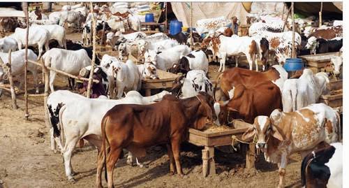 Punjab unveils Rs149.9bn plan to raise livestock exports beyond bn Punjab unveils Rs149.9bn plan to raise livestock exports beyond bn