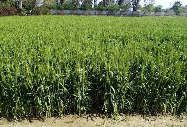 Punjab Reviews Rs7 Billion Potohar Agriculture Transformation Plan to Boost Rainfed Farming