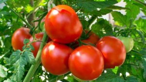 Pakistan developing high-yielding, heat-tolerant tomato varieties