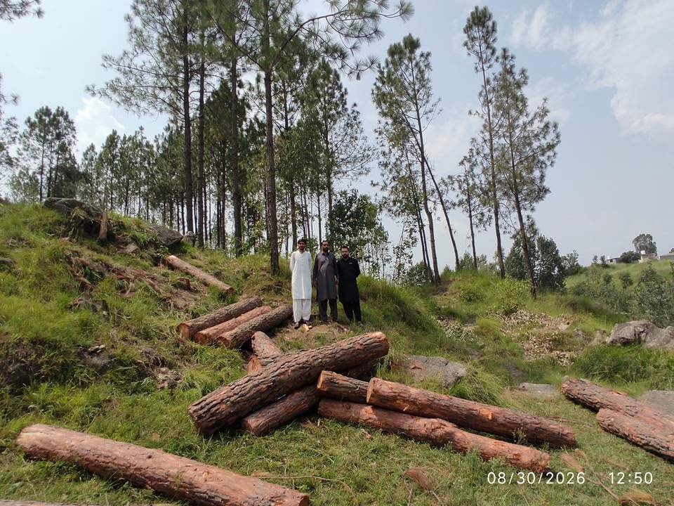 Forest Department Seizes Illegally Cut Pine Timber in Mansehra
