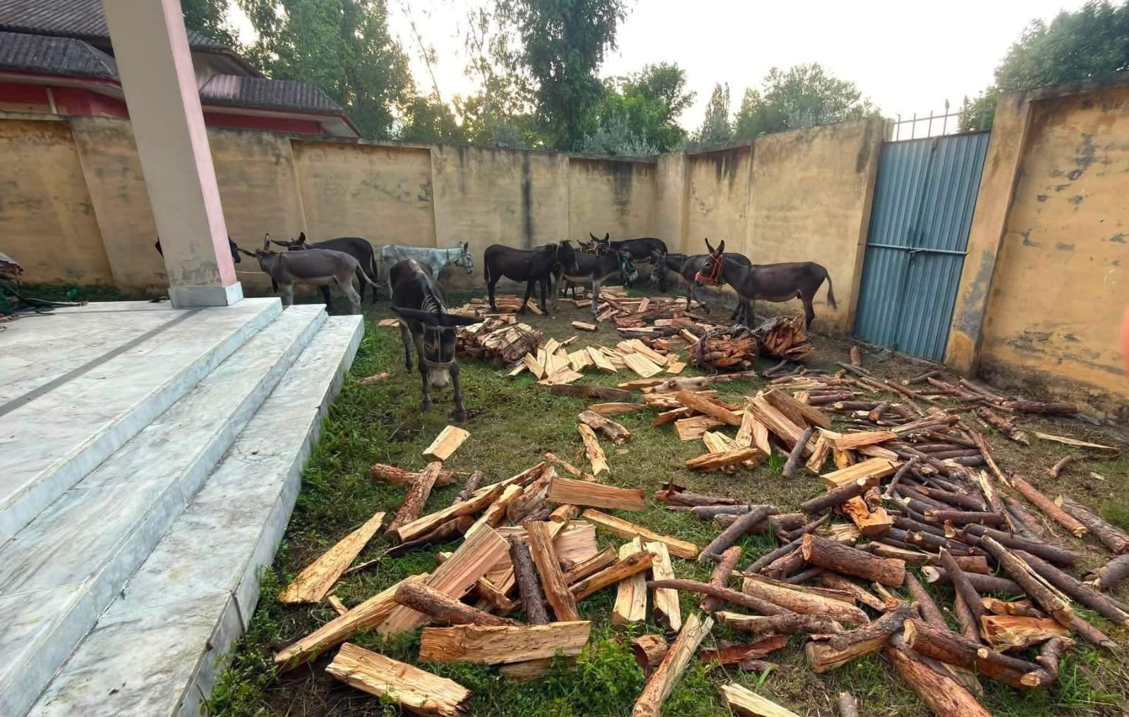 KP Forest Department Foils Illegal Timber Smuggling Attempt in Siran Division