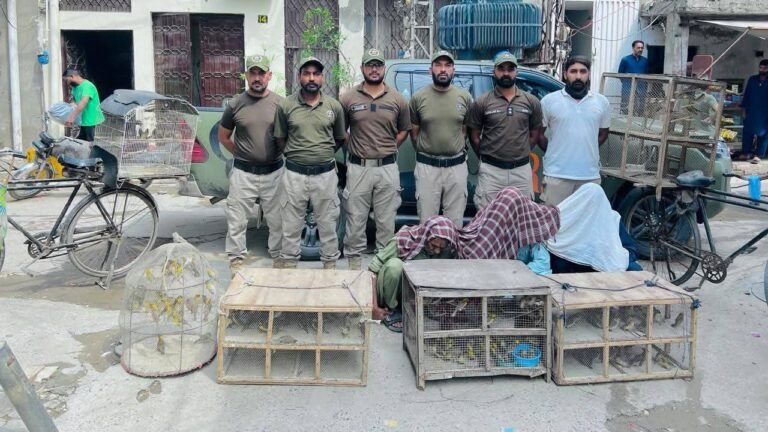 450 Wild Birds Recovered in Lahore Wildlife Crackdown 450 Wild Birds Recovered in Lahore Wildlife Crackdown