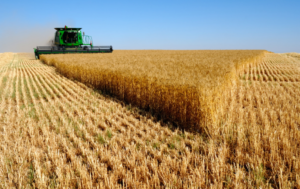 Punjab moves to secure wheat supplies ahead of next harvest