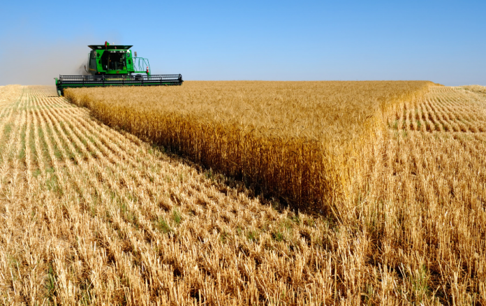 Punjab moves to secure wheat supplies ahead of next harvest