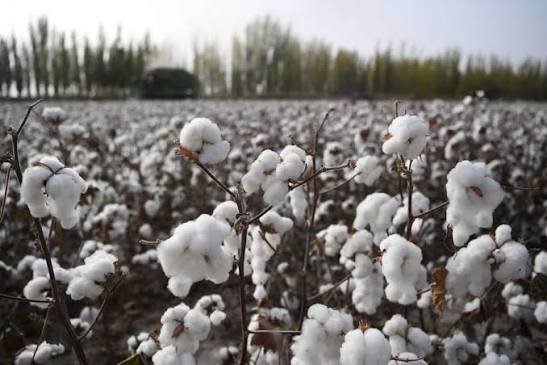 Pakistan achieves major milestone with development of 14 superior cotton varieties